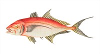Red Mackerel illustration from The Naturalist&#39;s Miscellany (1789-1813) by George Shaw (1751-1813)