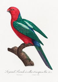 The Australian king parrot, Alisterus scapularis from Natural History of Parrots (1801&mdash;1805) by <a href="https://www.rawpixel.com/search/Francois%20Levaillant?sort=curated&amp;page=1">Francois Levaillant</a>. Original from the Biodiversity Heritage Library. Digitally enhanced by rawpixel.