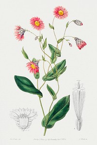 Captain Mangle&#39;s rhodanthe from Edwards&rsquo;s Botanical Register (1829&mdash;1847) by <a href="https://www.rawpixel.com/search/Sydenham%20Edwards?sort=curated&amp;page=1">Sydenham Edwards</a>, <a href="https://www.rawpixel.com/search/John%20Lindley?sort=curated&amp;page=1">John Lindley</a>, and <a href="https://www.rawpixel.com/search/James%20Ridgway?sort=curated&amp;page=1">James Ridgway</a>.