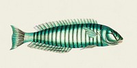 Ring wrasse (Labrus Annulatus) illustration from The Naturalist&#39;s Miscellany (1789-1813) by George Shaw (1751-1813)