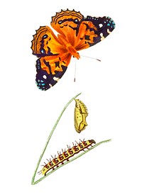 American painted lady Butterfly illustration from The Naturalist&#39;s Miscellany (1789-1813) by George Shaw (1751-1813)