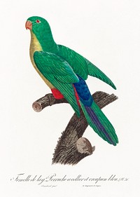 Crossbreed between rose-ringed parakeet and blue-rumped parrot, female from Natural History of Parrots (1801&mdash;1805) by <a href="https://www.rawpixel.com/search/Francois%20Levaillant?sort=curated&amp;page=1">Francois Levaillant</a>. Original from the Biodiversity Heritage Library. Digitally enhanced by rawpixel.