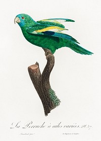 The white-winged parakeet, Brotogeris versicolurus from Natural History of Parrots (1801&mdash;1805) by <a href="https://www.rawpixel.com/search/Francois%20Levaillant?sort=curated&amp;page=1">Francois Levaillant</a>. Original from the Biodiversity Heritage Library. Digitally enhanced by rawpixel.