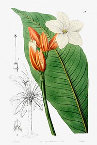 Brasilian red-coat from Edwards&rsquo;s Botanical Register (1829&mdash;1847) by <a href="https://www.rawpixel.com/search/Sydenham%20Edwards?sort=curated&amp;page=1">Sydenham Edwards</a>, <a href="https://www.rawpixel.com/search/John%20Lindley?sort=curated&amp;page=1">John Lindley</a>, and <a href="https://www.rawpixel.com/search/James%20Ridgway?sort=curated&amp;page=1">James Ridgway</a>.