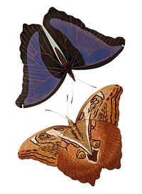Automedon giant owl butterflies illustration from The Naturalist&#39;s Miscellany (1789-1813) by George Shaw (1751-1813)