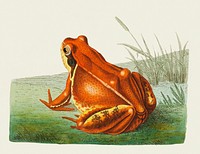 Frog  illustration from The Naturalist's Miscellany (1789-1813) by George Shaw (1751-1813).