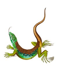 Ameiva Lizard or Great spotted Lizard illustration from The Naturalist&#39;s Miscellany (1789-1813) by George Shaw (1751-1813)