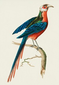 Vintage illustration of Curve-billed Cuckoo