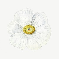 Blooming Mexican poppy psd cut out