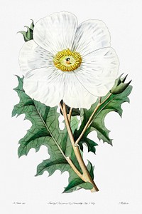 Large-flowered Mexican poppy from Edwards&rsquo;s Botanical Register (1829&mdash;1847) by <a href="https://www.rawpixel.com/search/Sydenham%20Edwards?sort=curated&amp;page=1">Sydenham Edwards</a>, <a href="https://www.rawpixel.com/search/John%20Lindley?sort=curated&amp;page=1">John Lindley</a>, and <a href="https://www.rawpixel.com/search/James%20Ridgway?sort=curated&amp;page=1">James Ridgway</a>.