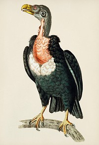 Vintage illustration of Pondicherry Vulture or Black Vulture