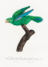 Marigold Parakeet, Female from Natural History of Parrots (1801&mdash;1805) by <a href="https://www.rawpixel.com/search/Francois%20Levaillant?sort=curated&amp;page=1">Francois Levaillant</a>. Original from the Biodiversity Heritage Library. Digitally enhanced by rawpixel.