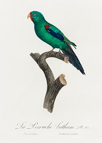 The Swift Parrot, Lathamus discolor from Natural History of Parrots (1801&mdash;1805) by <a href="https://www.rawpixel.com/search/Francois%20Levaillant?sort=curated&amp;page=1">Francois Levaillant</a>. Original from the Biodiversity Heritage Library. Digitally enhanced by rawpixel.