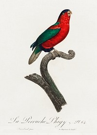 The Phigy Parrot, Psittacus phigy from Natural History of Parrots (1801&mdash;1805) by <a href="https://www.rawpixel.com/search/Francois%20Levaillant?sort=curated&amp;page=1">Francois Levaillant</a>. Original from the Biodiversity Heritage Library. Digitally enhanced by rawpixel.