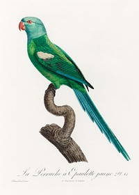 The Yellow-Shouldered Amazon, Amazona barbadensis from Natural History of Parrots (1801&mdash;1805) by <a href="https://www.rawpixel.com/search/Francois%20Levaillant?sort=curated&amp;page=1">Francois Levaillant</a>. Original from the Biodiversity Heritage Library. Digitally enhanced by rawpixel.