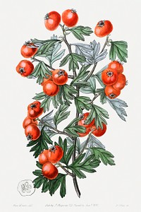 Sweetest-scented hawthorn from Edwards&rsquo;s Botanical Register (1829&mdash;1847) by <a href="https://www.rawpixel.com/search/Sydenham%20Edwards?sort=curated&amp;page=1">Sydenham Edwards</a>, <a href="https://www.rawpixel.com/search/John%20Lindley?sort=curated&amp;page=1">John Lindley</a>, and <a href="https://www.rawpixel.com/search/James%20Ridgway?sort=curated&amp;page=1">James Ridgway</a>.