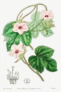 Mr.Aiton&#39;s ipomoea from Edwards&rsquo;s Botanical Register (1829&mdash;1847) by <a href="https://www.rawpixel.com/search/Sydenham%20Edwards?sort=curated&amp;page=1">Sydenham Edwards</a>, <a href="https://www.rawpixel.com/search/John%20Lindley?sort=curated&amp;page=1">John Lindley</a>, and <a href="https://www.rawpixel.com/search/James%20Ridgway?sort=curated&amp;page=1">James Ridgway</a>.
