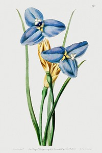 Sapphire patersonia from Edwards&rsquo;s Botanical Register (1829&mdash;1847) by <a href="https://www.rawpixel.com/search/Sydenham%20Edwards?sort=curated&amp;page=1">Sydenham Edwards</a>, <a href="https://www.rawpixel.com/search/John%20Lindley?sort=curated&amp;page=1">John Lindley</a>, and <a href="https://www.rawpixel.com/search/James%20Ridgway?sort=curated&amp;page=1">James Ridgway</a>.