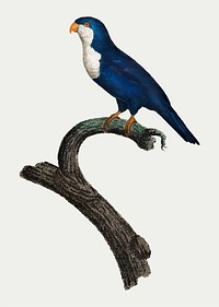 The Arimanon parakeet vintage illustration