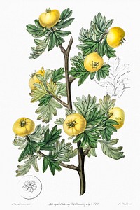 Tansy-leaved hawthorn from Edwards&rsquo;s Botanical Register (1829&mdash;1847) by Sydenham Edwards, John Lindley, and James Ridgway.