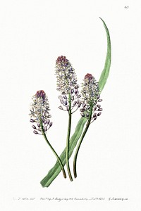 Meadow squill from Edwards&rsquo;s Botanical Register (1829&mdash;1847) by <a href="https://www.rawpixel.com/search/Sydenham%20Edwards?sort=curated&amp;page=1">Sydenham Edwards</a>, <a href="https://www.rawpixel.com/search/John%20Lindley?sort=curated&amp;page=1">John Lindley</a>, and <a href="https://www.rawpixel.com/search/James%20Ridgway?sort=curated&amp;page=1">James Ridgway</a>.