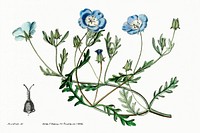 Shewy nemophila from Edwards&rsquo;s Botanical Register (1829&mdash;1847) by Sydenham Edwards, John Lindley, and James Ridgway.