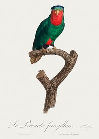 The blue-crowned lorikeet, Vini australis from Natural History of Parrots (1801&mdash;1805) by <a href="https://www.rawpixel.com/search/Francois%20Levaillant?sort=curated&amp;page=1">Francois Levaillant</a>. Original from the Biodiversity Heritage Library. Digitally enhanced by rawpixel.