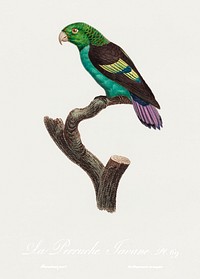 Black-winged Parakeet, Hapalopsittaca melanotis from Natural History of Parrots (1801&mdash;1805) by Francois Levaillant. Original from the Biodiversity Heritage Library. Digitally enhanced by rawpixel.