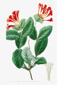 The north-west honeysuckle from Edwards&rsquo;s Botanical Register (1829&mdash;1847) by <a href="https://www.rawpixel.com/search/Sydenham%20Edwards?sort=curated&amp;page=1">Sydenham Edwards</a>, <a href="https://www.rawpixel.com/search/John%20Lindley?sort=curated&amp;page=1">John Lindley</a>, and <a href="https://www.rawpixel.com/search/James%20Ridgway?sort=curated&amp;page=1">James Ridgway</a>.
