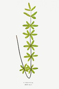 P. Ternifolia fern vintage illustration mockup