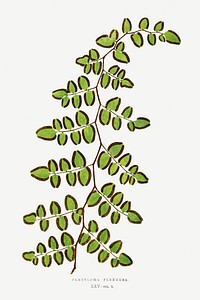 Platyloma Flexuosafrom Ferns: British and Exotic (1856-1860) by Edward Joseph Lowe. Original from Biodiversity Heritage Library. Digitally enhanced by rawpixel.