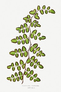 Platyloma Flexuosafrom fern vintage illustration mockup