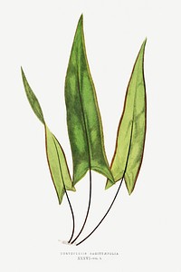 Doryopteris Sagittaefolia fern vintage illustration mockup