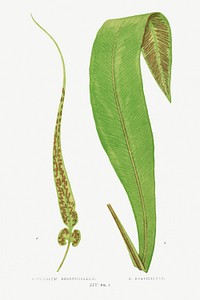 Asplenium Rhizophyllum (American Walikng Fern) and A. Brasiliense from Ferns: British and Exotic (1856-1860) by <a href="https://www.rawpixel.com/search/Edward%20Joseph%20Lowe?sort=curated&amp;type=all&amp;page=1">Edward Joseph Lowe</a>. Original from Biodiversity Heritage Library. Digitally enhanced by rawpixel.