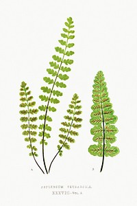 Asplenium Petrarchae from Ferns: British and Exotic (1856-1860) by <a href="https://www.rawpixel.com/search/Edward%20Joseph%20Lowe?sort=curated&amp;type=all&amp;page=1">Edward Joseph Lowe</a>. Original from Biodiversity Heritage Library. Digitally enhanced by rawpixel.