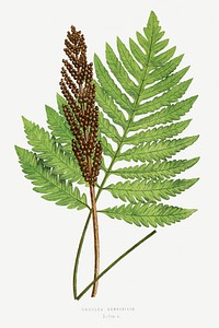 Onoclea Sensibilis (Sensitive Fern) from Ferns: British and Exotic (1856-1860) by <a href="https://www.rawpixel.com/search/Edward%20Joseph%20Lowe?sort=curated&amp;type=all&amp;page=1">Edward Joseph Lowe</a>. Original from Biodiversity Heritage Library. Digitally enhanced by rawpixel.
