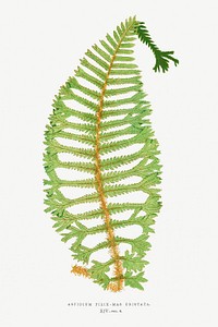 Dryopteris Filix&ndash;Mas Cristata from Ferns: British and Exotic (1856-1860) by <a href="https://www.rawpixel.com/search/Edward%20Joseph%20Lowe?sort=curated&amp;type=all&amp;page=1">Edward Joseph Lowe</a>. Original from Biodiversity Heritage Library. Digitally enhanced by rawpixel.