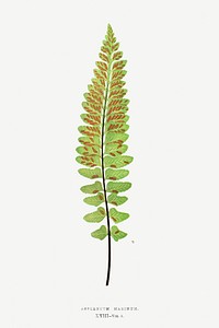 Asplenium Marinum (Sea Spleenwort) fern vintage illustration mockup