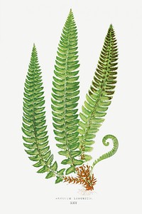 Aspidium Lonchitis fern vintage illustration mockup