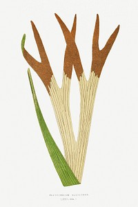Platycerium Alcicorne (Staghorn Fern) fern vintage illustration mockup