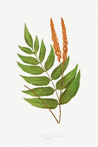 Anemidictyon Phyllitidis fern vintage illustration mockup