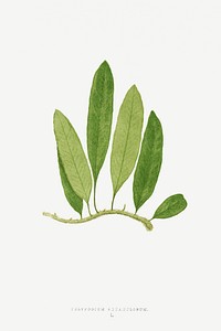 Polypodium Squamulosum fern vintage illustration mockup