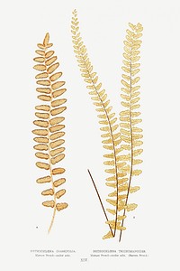 Nothochloena Crassifolia and Nothochloena Trichomanoides from Ferns: British and Exotic (1856-1860) by Edward Joseph Lowe. Original from Biodiversity Heritage Library. Digitally enhanced by rawpixel.
