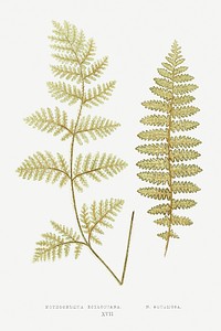 Nothochloena Eckloniana and N. Squamosa from Ferns: British and Exotic (1856-1860) by <a href="https://www.rawpixel.com/search/Edward%20Joseph%20Lowe?sort=curated&amp;type=all&amp;page=1">Edward Joseph Lowe</a>. Original from Biodiversity Heritage Library. Digitally enhanced by rawpixel.