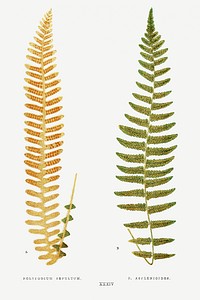Polypodium Sepultum and P. Asplenioides from Ferns: British and Exotic (1856-1860) by <a href="https://www.rawpixel.com/search/Edward%20Joseph%20Lowe?sort=curated&amp;type=all&amp;page=1">Edward Joseph Lowe</a>. Original from Biodiversity Heritage Library. Digitally enhanced by rawpixel.