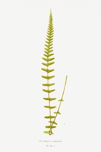Polypodium Gracilis fern vintage illustration mockup