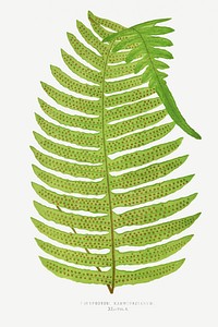 Polypodium Karwinskianum from Ferns: British and Exotic (1856-1860) by <a href="https://www.rawpixel.com/search/Edward%20Joseph%20Lowe?sort=curated&amp;type=all&amp;page=1">Edward Joseph Lowe</a>. Original from Biodiversity Heritage Library. Digitally enhanced by rawpixel.
