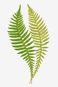 Polypodium Hastaefolium fern leaf vector