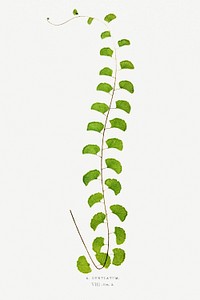 A. Lunulatum fern vintage illustration mockup