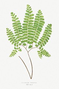 Adiantum Pedatum (Northern Maidenhair Fern) from Ferns: British and Exotic (1856-1860) by <a href="https://www.rawpixel.com/search/Edward%20Joseph%20Lowe?sort=curated&amp;type=all&amp;page=1">Edward Joseph Lowe</a>. Original from Biodiversity Heritage Library. Digitally enhanced by rawpixel.